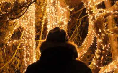 No te pierdas del Real Jardín Botánico 🎄 de Madrid en esta Navidad
