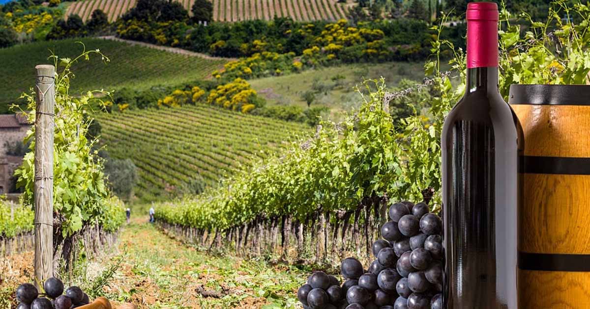 botella de vino y uvas en la Rioja