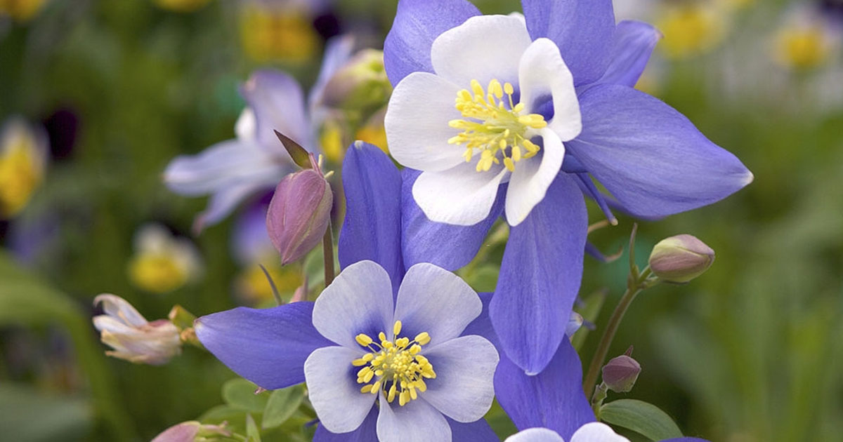 Colorado Columbine las flores más bellas del mundo