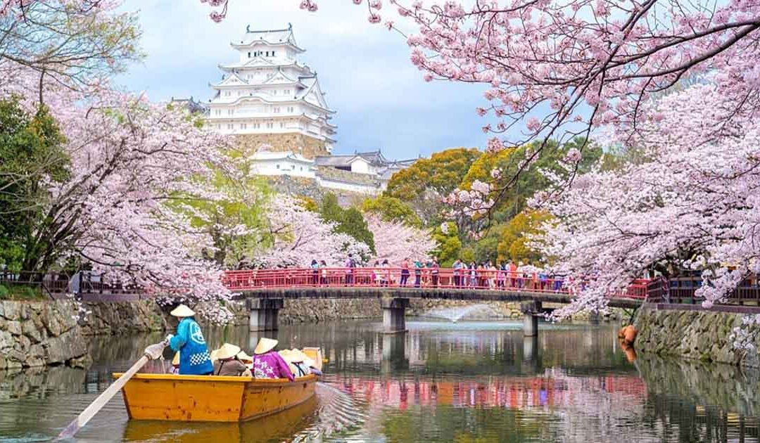 Flores de Cerezos en Castillos Himeji, Japón