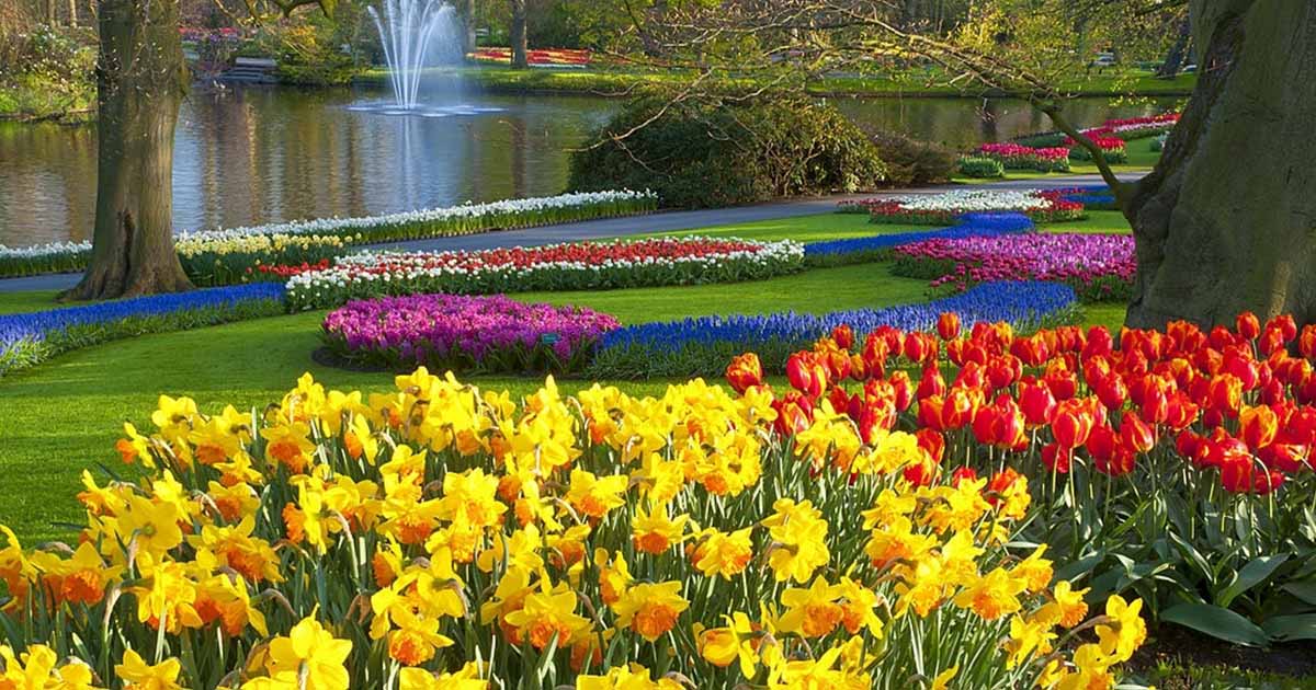 Parque de Keukenhof están las flores más bellas del mundo 